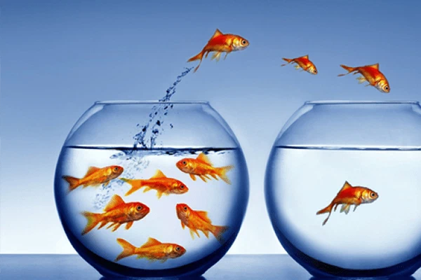 Customer Attrition Analysis